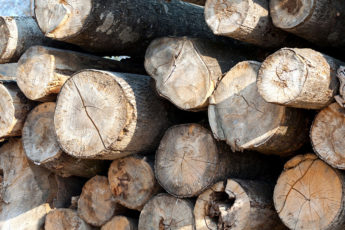 Заградительные пошлины на пиломатериалы на грубо обработанную древесину начнут действовать с января 2022