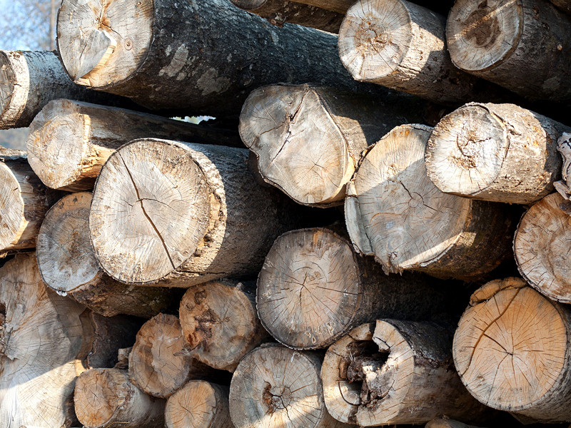 Заградительные пошлины на пиломатериалы на грубо обработанную древесину начнут действовать с января 2022