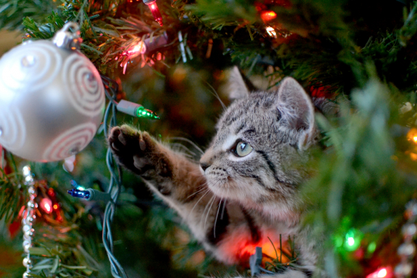 Способы и методы, как спасти новогоднюю елку от кота: чем угрожает питомцам украшенное дерево
