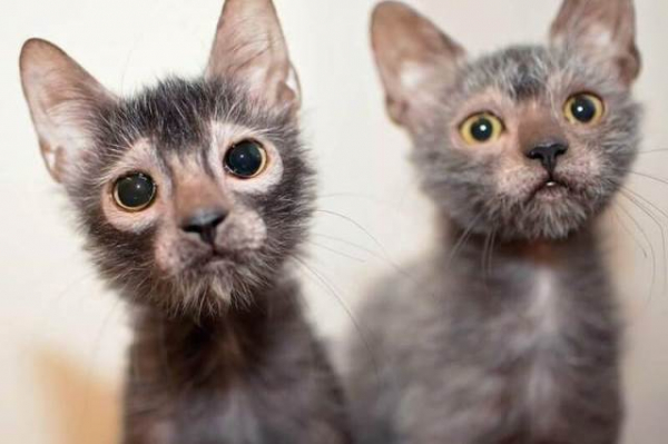 В США зарегистрирована новая порода кошек, получившая название ликой или кот-оборотень