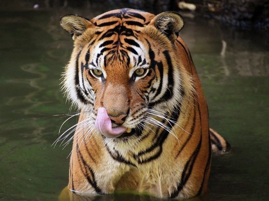 Названы знаки зодиака, которым Тигр поможет разбогатеть в 2022 году