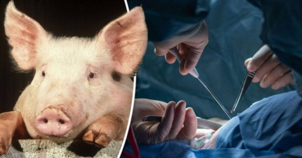 Человеку сделали пересадку сердца свиньи — теперь стало возможно