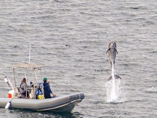 Эксперт оценил возможности боевых дельфинов ВМС США