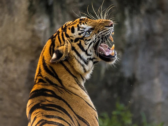 Год кровавого хищника: истории нападений тигров на людей леденят кровь