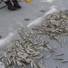 Рыбаки в Приморье