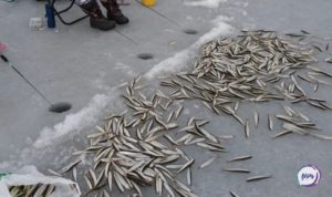 Рыбаки в Приморье