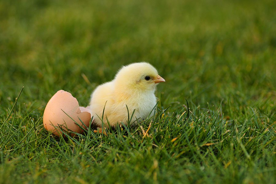 Британские ученые ответили что было раньше курица или яйцо